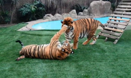 两只老虎视频,萌宠互动，欢乐无限